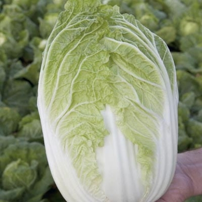 Picture of Organic Chinese Cabbage Kaboko F1